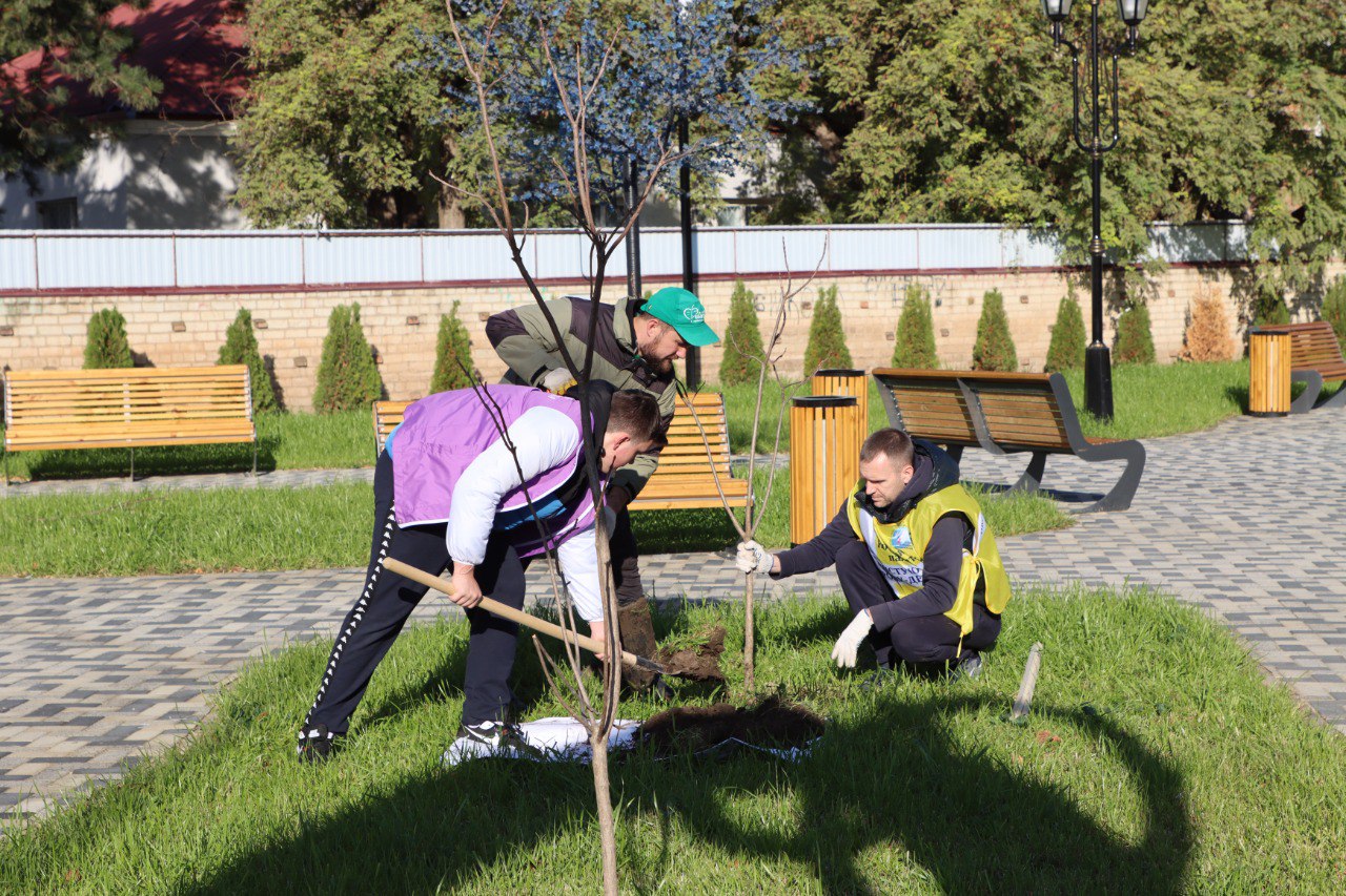 В Сквере молодожёнов города Ипатово высадили молодые деревья.