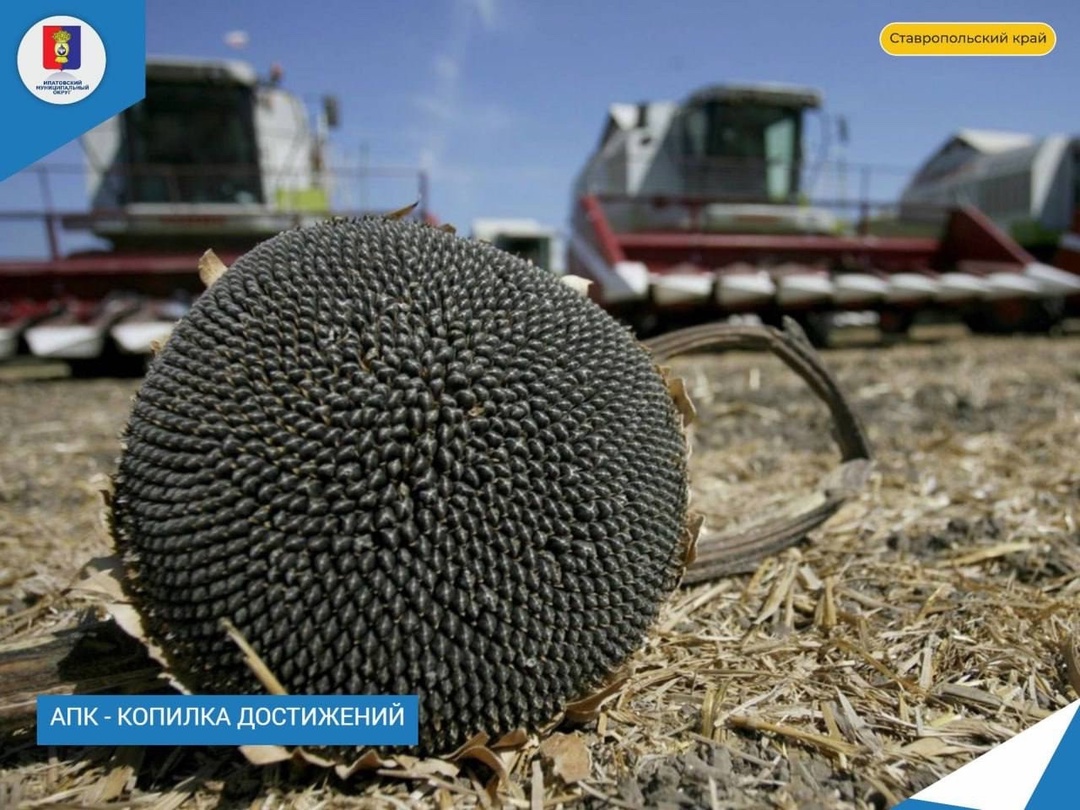 У сельхозтоваропроизводителей округа продолжается активная пора осеннего сева и уборки урожая.