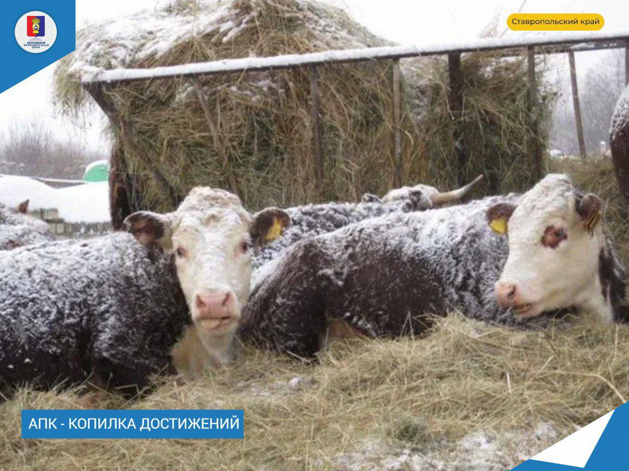 Зимне-стойловый период для животноводов - время напряжённое и ответственное.