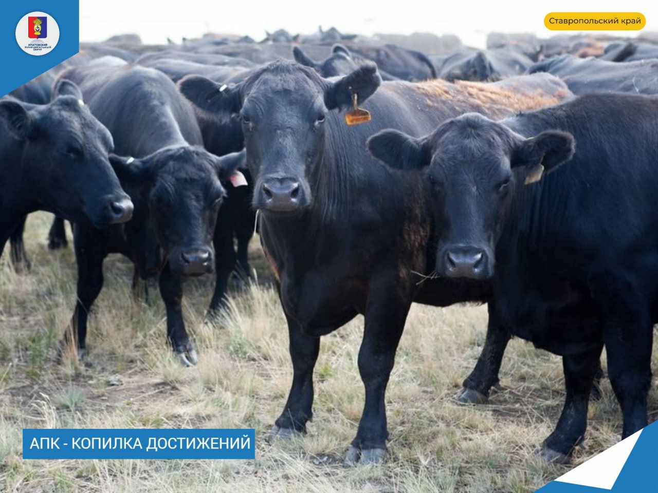 У животноводов в разгаре зимовка общественного скота. Эта важная кампания проходит без осложнений.
