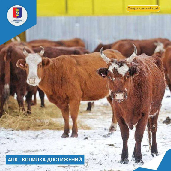 Ответственное время для животноводов. Ответственное время для животноводов.
