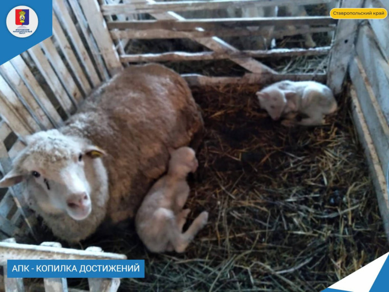 Овцеводческие предприятия округа активно проводят окотную кампанию. Овцеводческие предприятия округа активно проводят окотную кампанию.