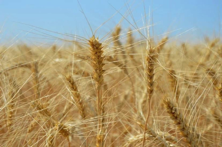 На Ставрополье объём экспорта сельхозпродукции за 5 лет вырос на 40%. На Ставрополье объём экспорта сельхозпродукции за 5 лет вырос на 40%.