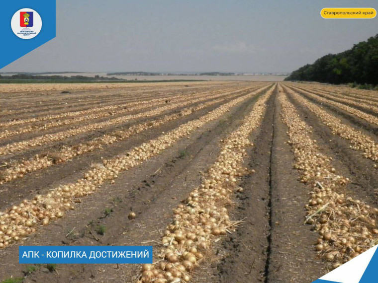 В сельскохозяйственных предприятиях округа продолжается активный сев озимых культур. В сельскохозяйственных предприятиях округа продолжается активный сев озимых культур.