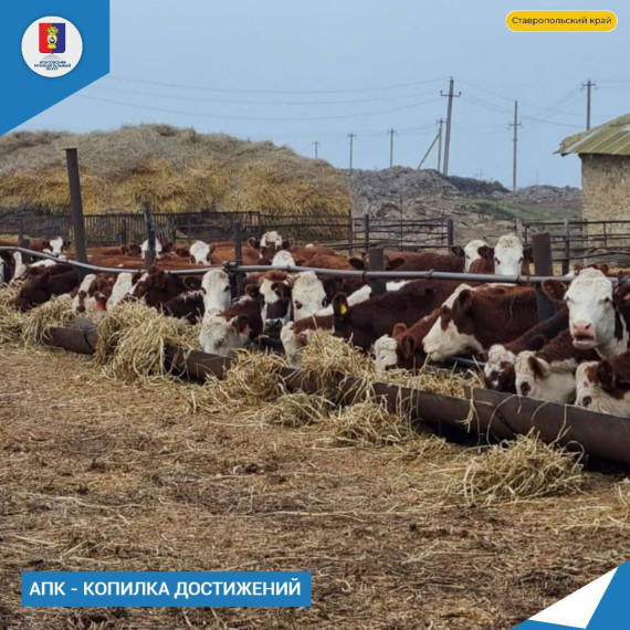 В полном разгаре проходит зимовка общественного скота. В полном разгаре проходит зимовка общественного скота.